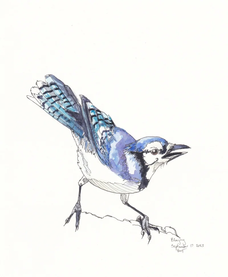 Ink and watercolor bird art by Meredith Blunt